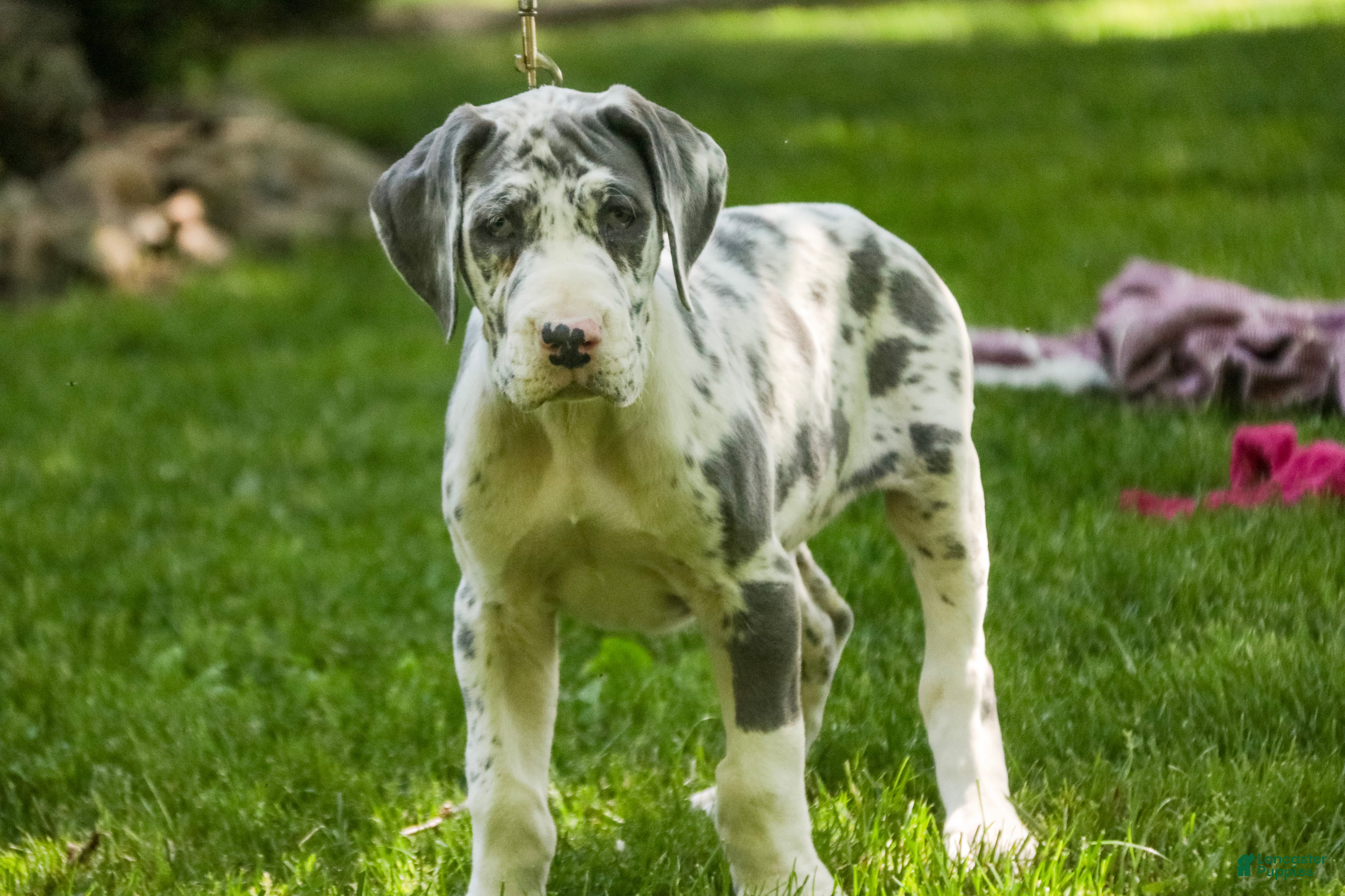 Great Dane dogs Stella - Ad 2