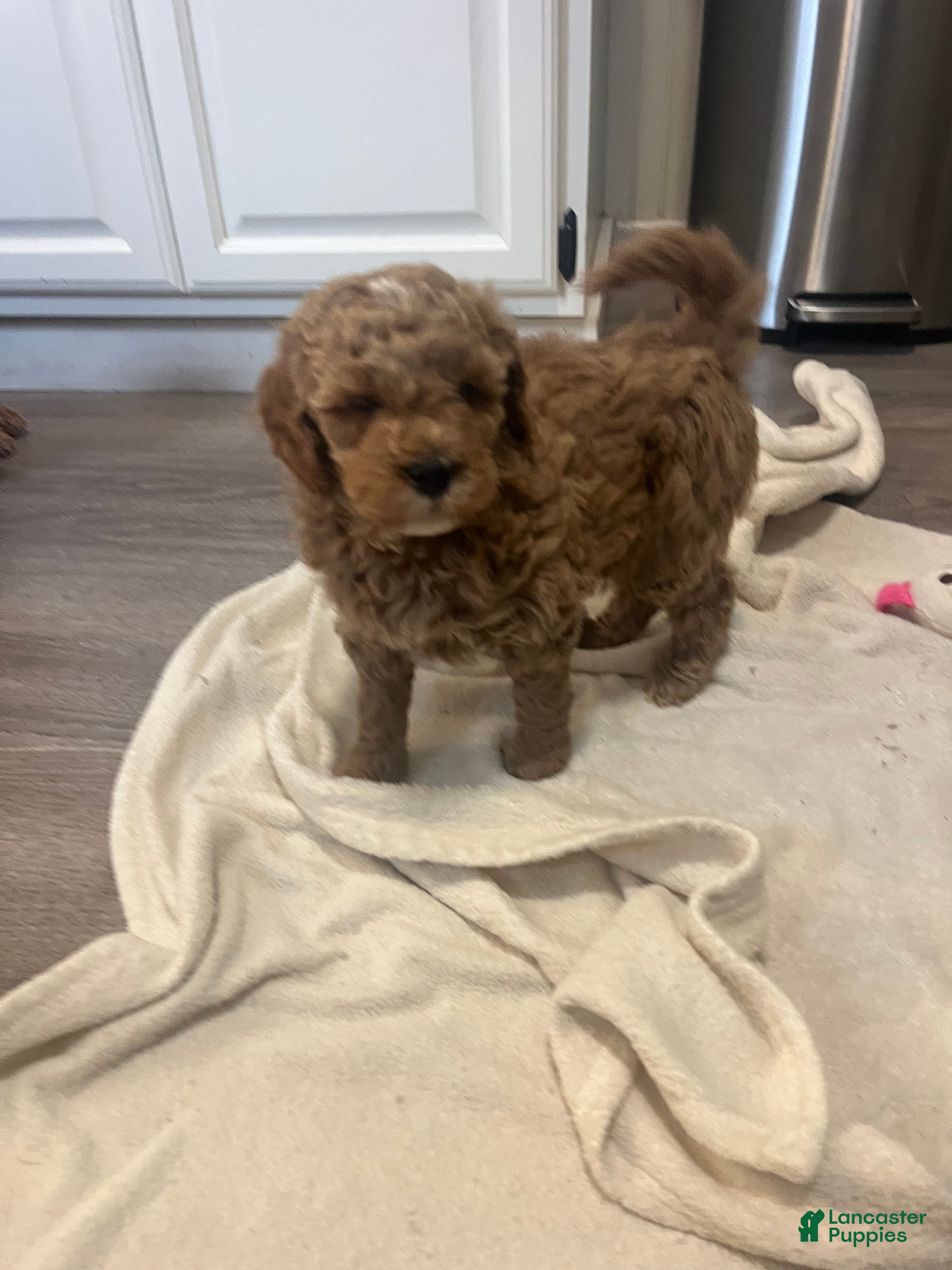 Mini Goldendoodle dogs Maize - Ad 16