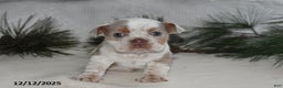 Beabull dogs for sale: Poinsetta - Ad 3
