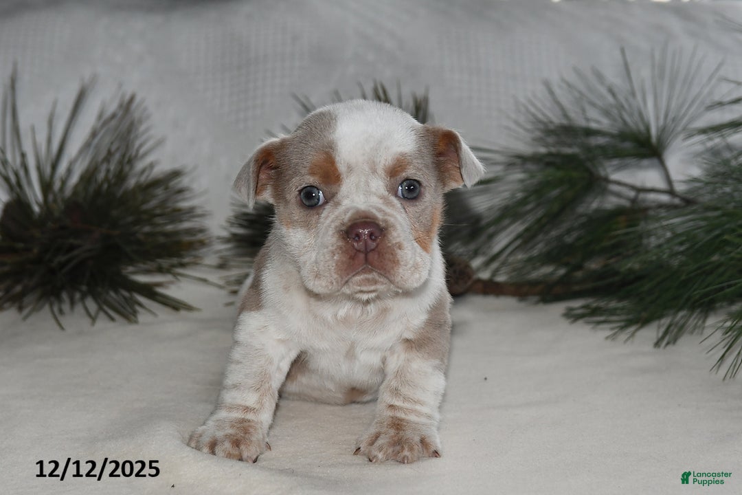 Beabull dogs for sale: Poinsetta - Ad 3