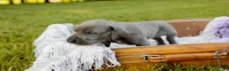 Great Dane dogs for sale: Giblet - Ad 4