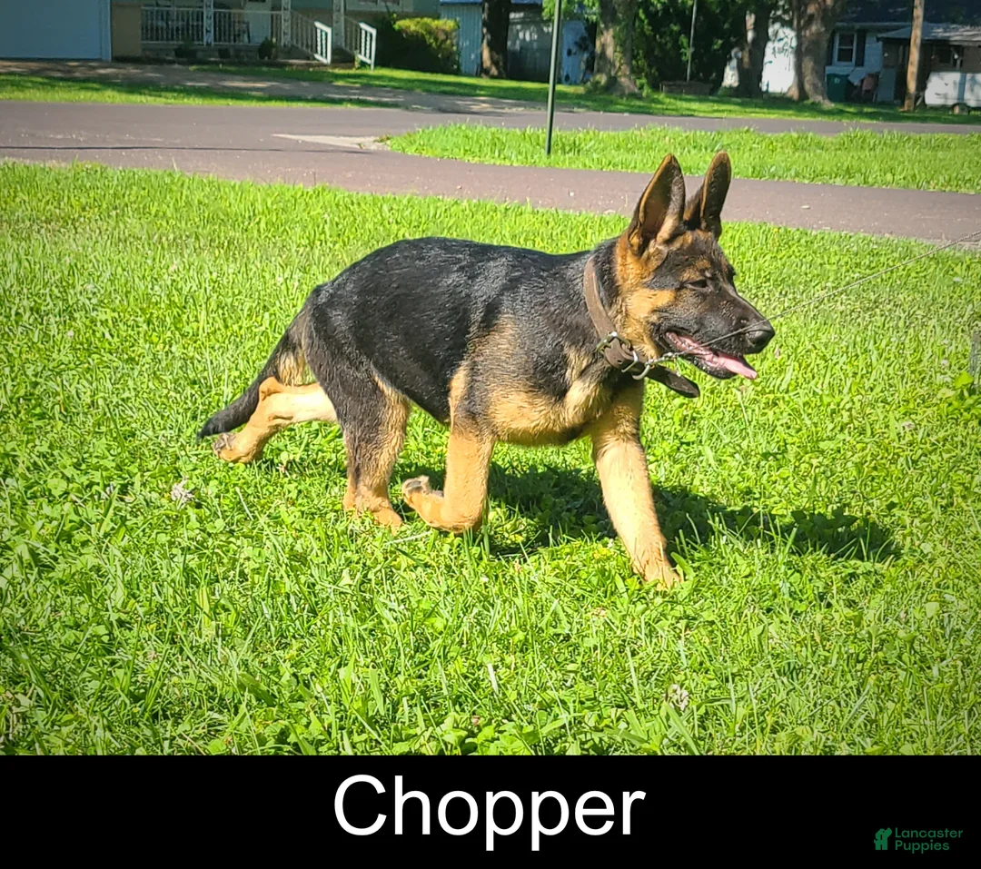 German Shepherd dogs for sale: Chopper - Ad 1