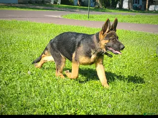 German Shepherd dogs for sale: Chopper - Ad 2