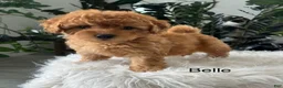 Mini Goldendoodle dogs for sale: Belle - Ad 5
