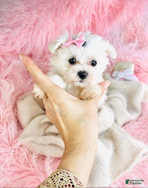 Maltese dogs Maltese Puppy 1 - Ad 2