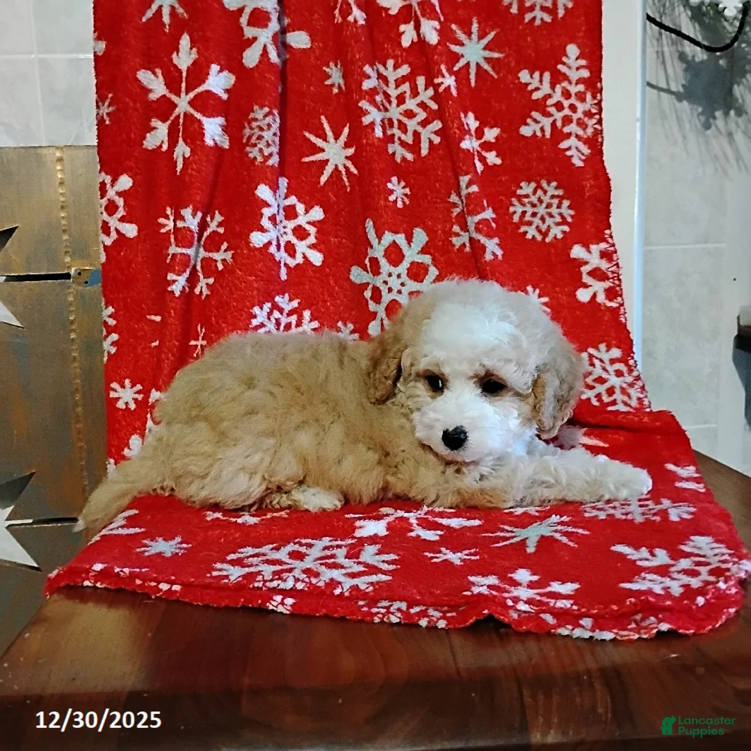 Mini Bernedoodle dogs for sale: Richie - Ad 8