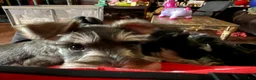 Miniature Schnauzer dogs for sale: Miniature Schnauzer Puppy (Red) - Ad 3