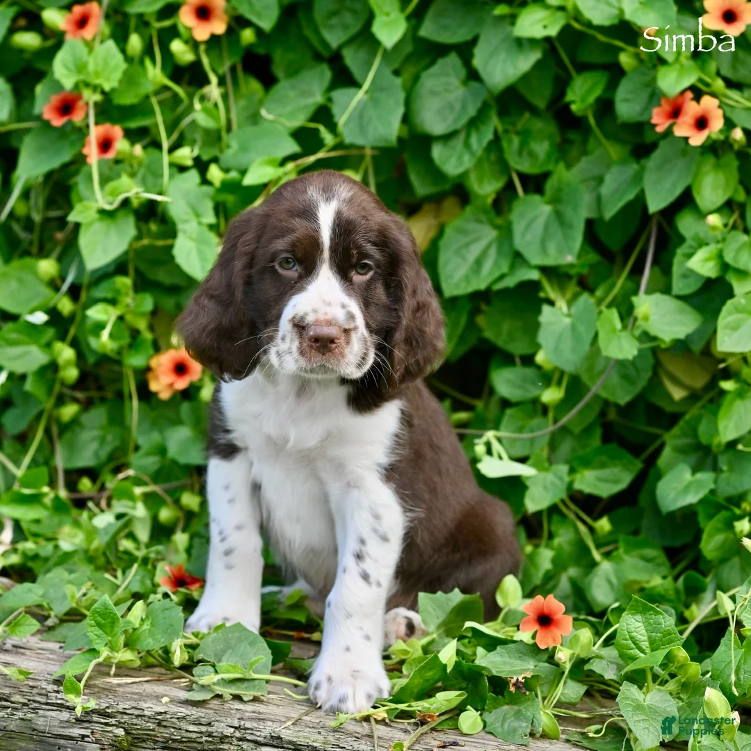 English Springer Spaniel dogs for sale: Simba - Ad 2