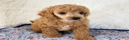 Toy Poodle dogs for sale: Bear - Ad 6