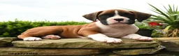 Boxer dogs for sale: Todd - Ad 5