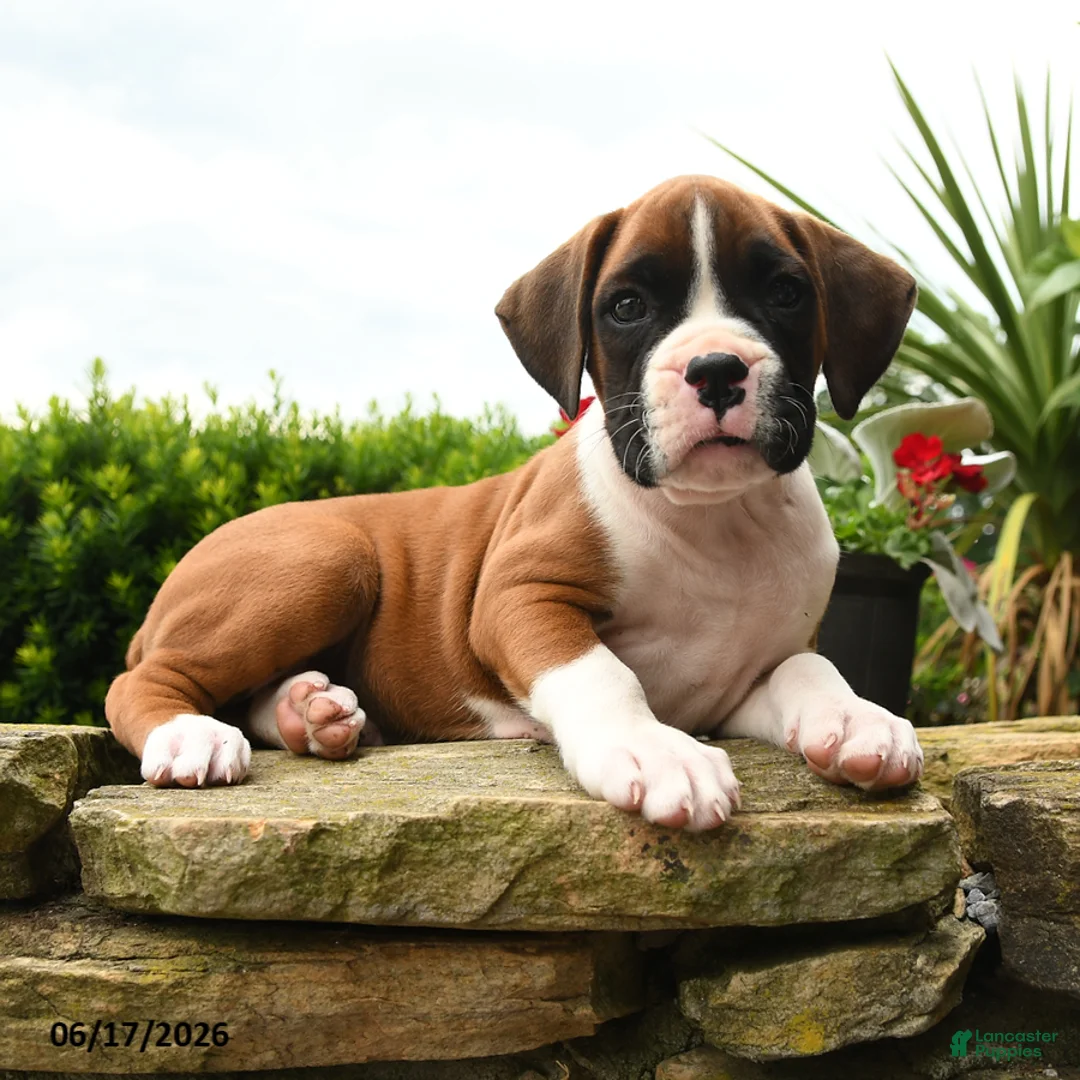 Boxer dogs for sale: Todd - Ad 5