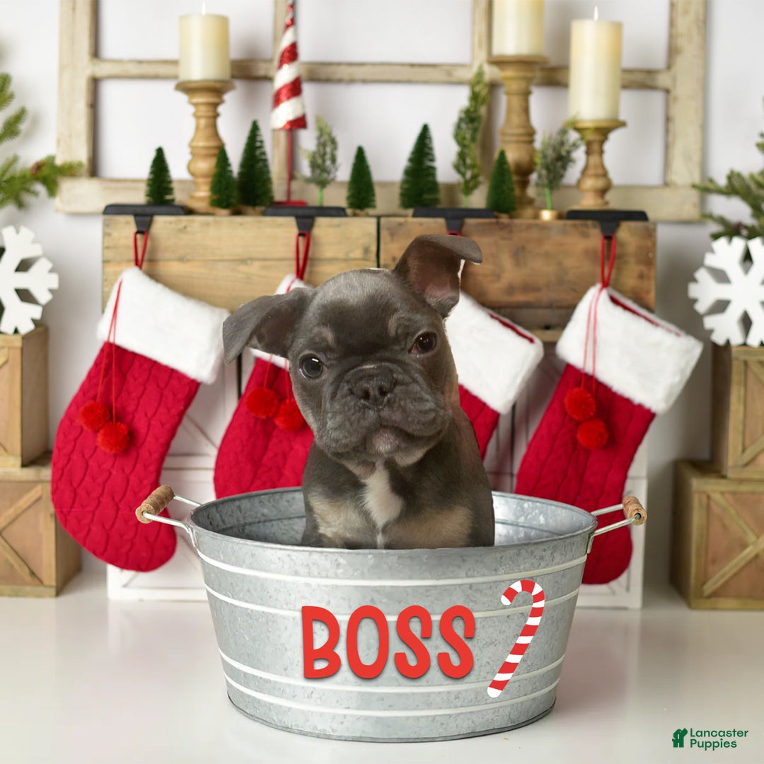 French Bulldog dogs for sale: Boss - Ad 4