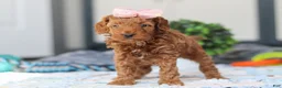 Mini Goldendoodle dogs for sale: Noli - Ad 2