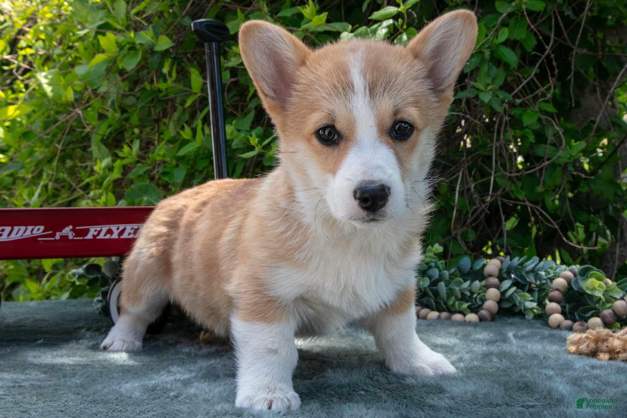 Welsh Corgi Pembroke dogs Button - Ad 2
