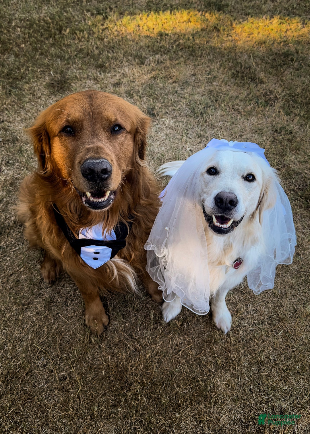 Golden Retriever dogs for sale: Pink - Ad 5