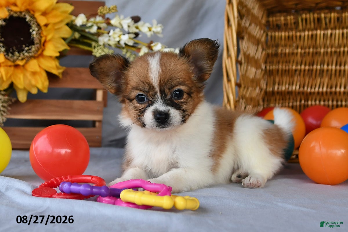 Papillon dogs Tabby - Ad 1