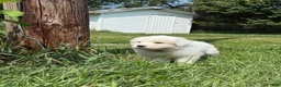 Great Pyrenees dogs for sale: Mr Black  - Ad 5