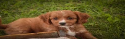 Cavapoo dogs for sale: Avery Cavapoo  - Ad 11