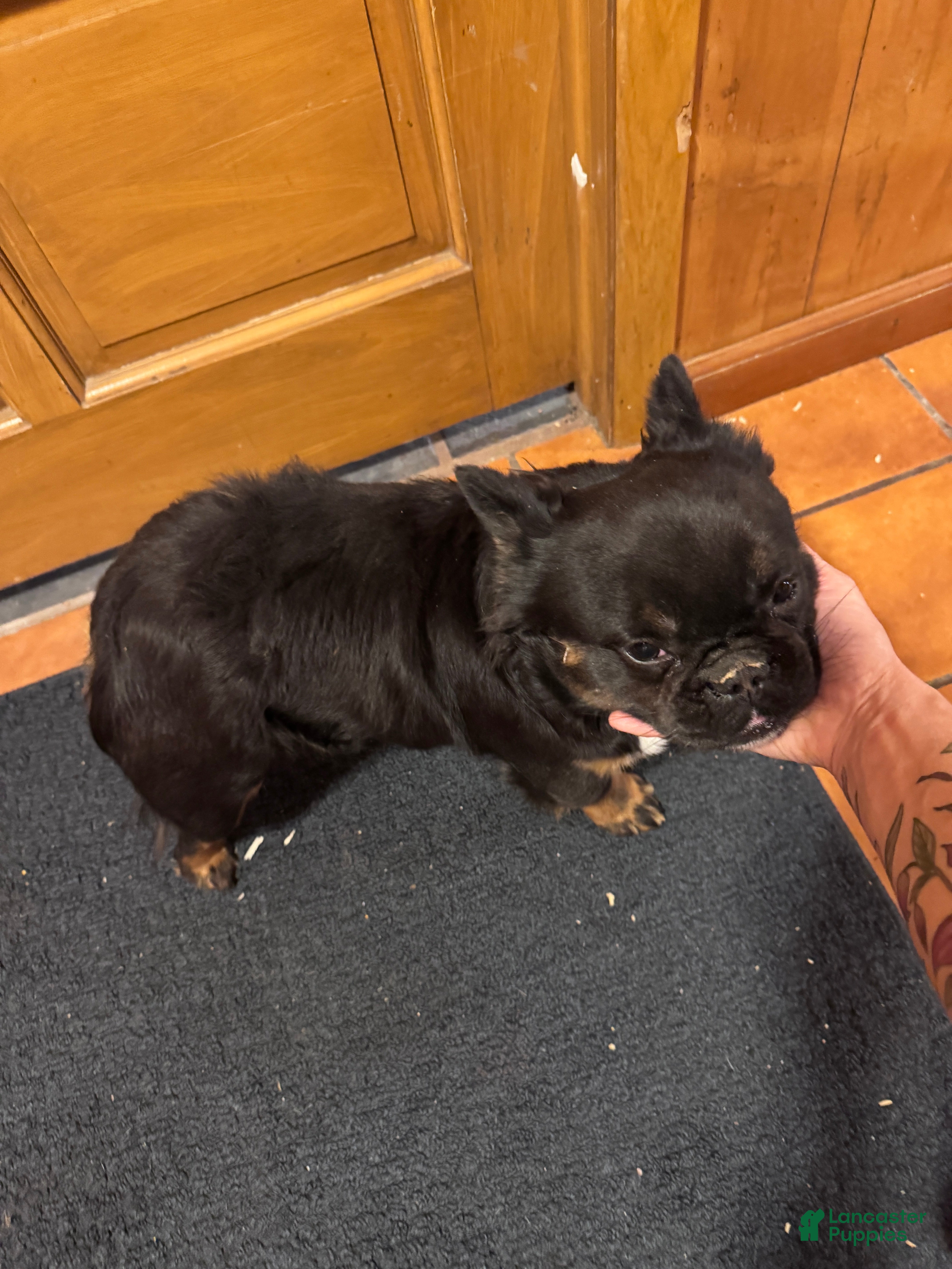 French Bulldog dogs Gus - Ad 2