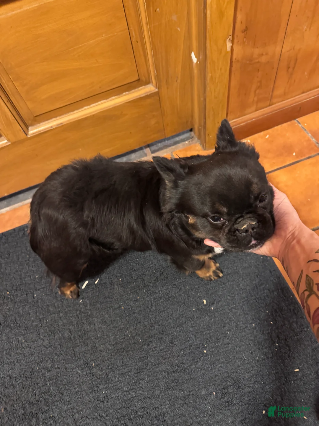 French Bulldog dogs for sale: Gus - Ad 2