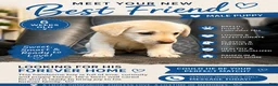 Mixed Breed dogs for sale: Egg - Ad 1