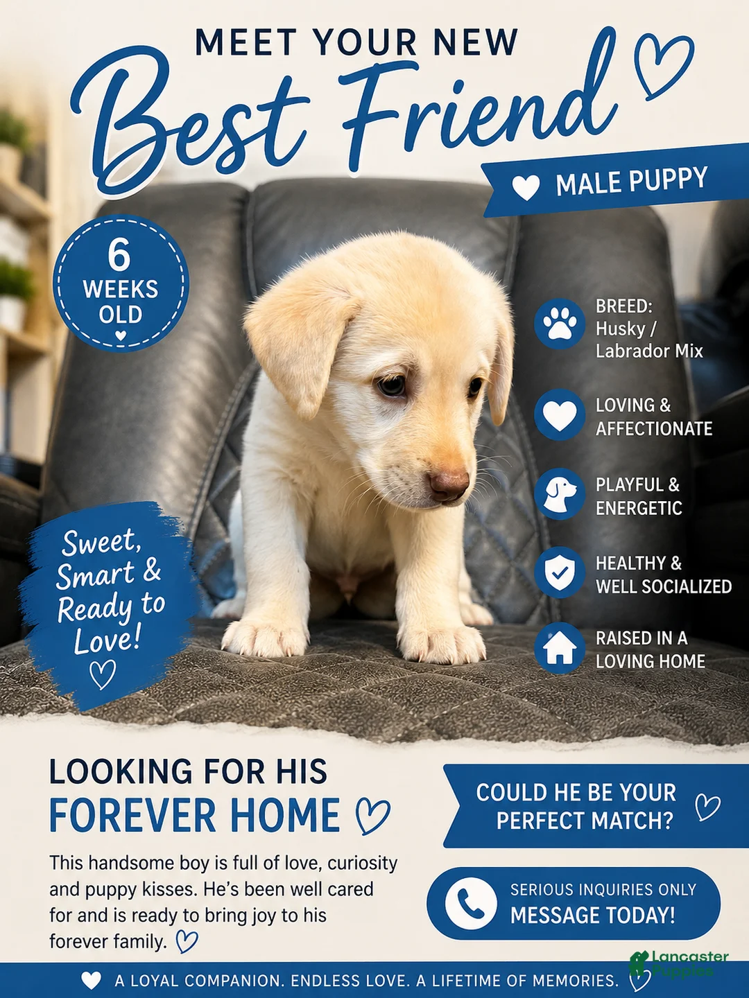Mixed Breed dogs for sale: Egg - Ad 1