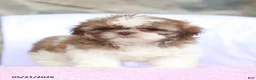 Shih Tzu dogs for sale: Nicola - Ad 4