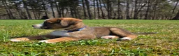 Mixed Breed dogs for sale: Mixed Breed Puppy 3 - Ad 3