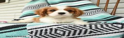 Cavalier King Charles Spaniel dogs for sale: Helen - Ad 5