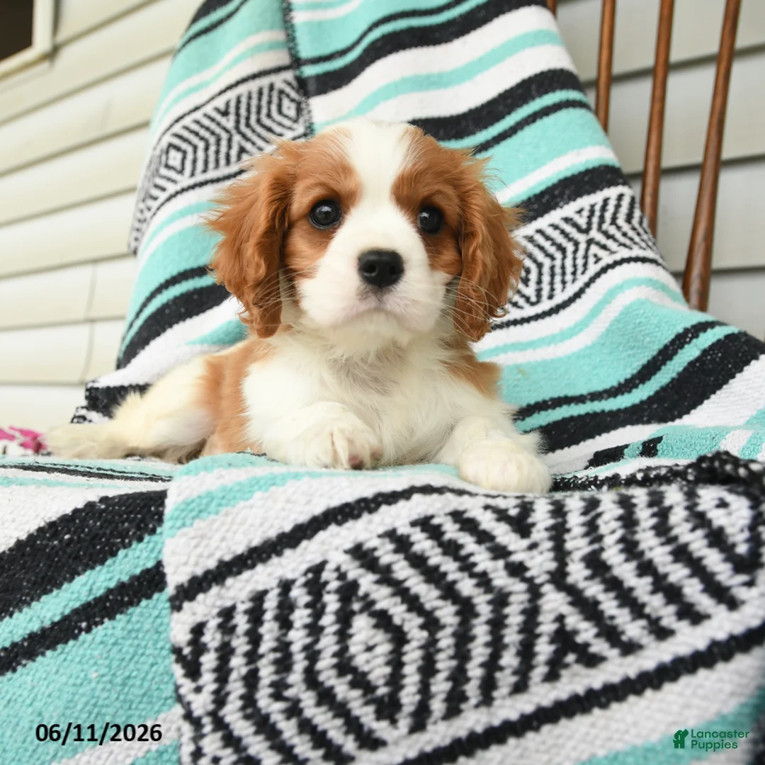Cavalier King Charles Spaniel dogs for sale: Helen - Ad 5