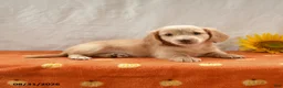 Miniature Dachshund dogs for sale: Max - Ad 2