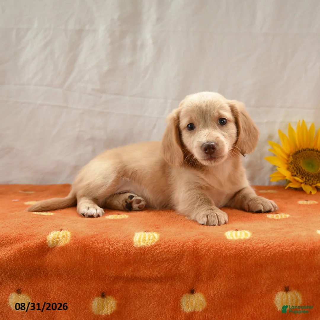 Miniature Dachshund dogs for sale: Max - Ad 2