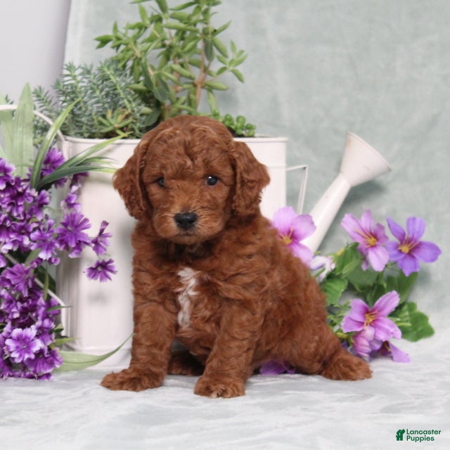 Miniature Poodle dogs Quintin - Ad 1