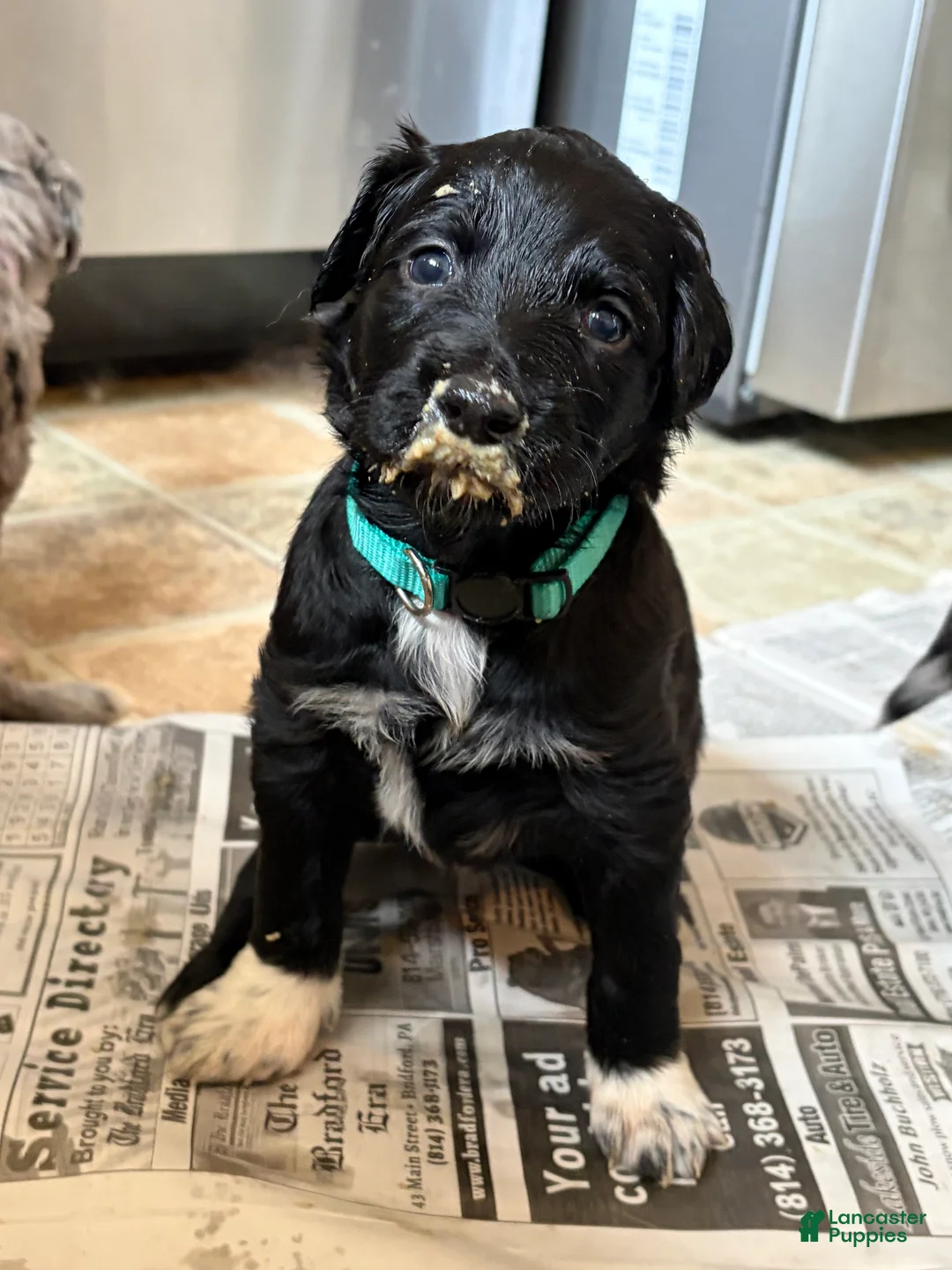 Aussiedoodle dogs for sale: Sienna - Ad 2