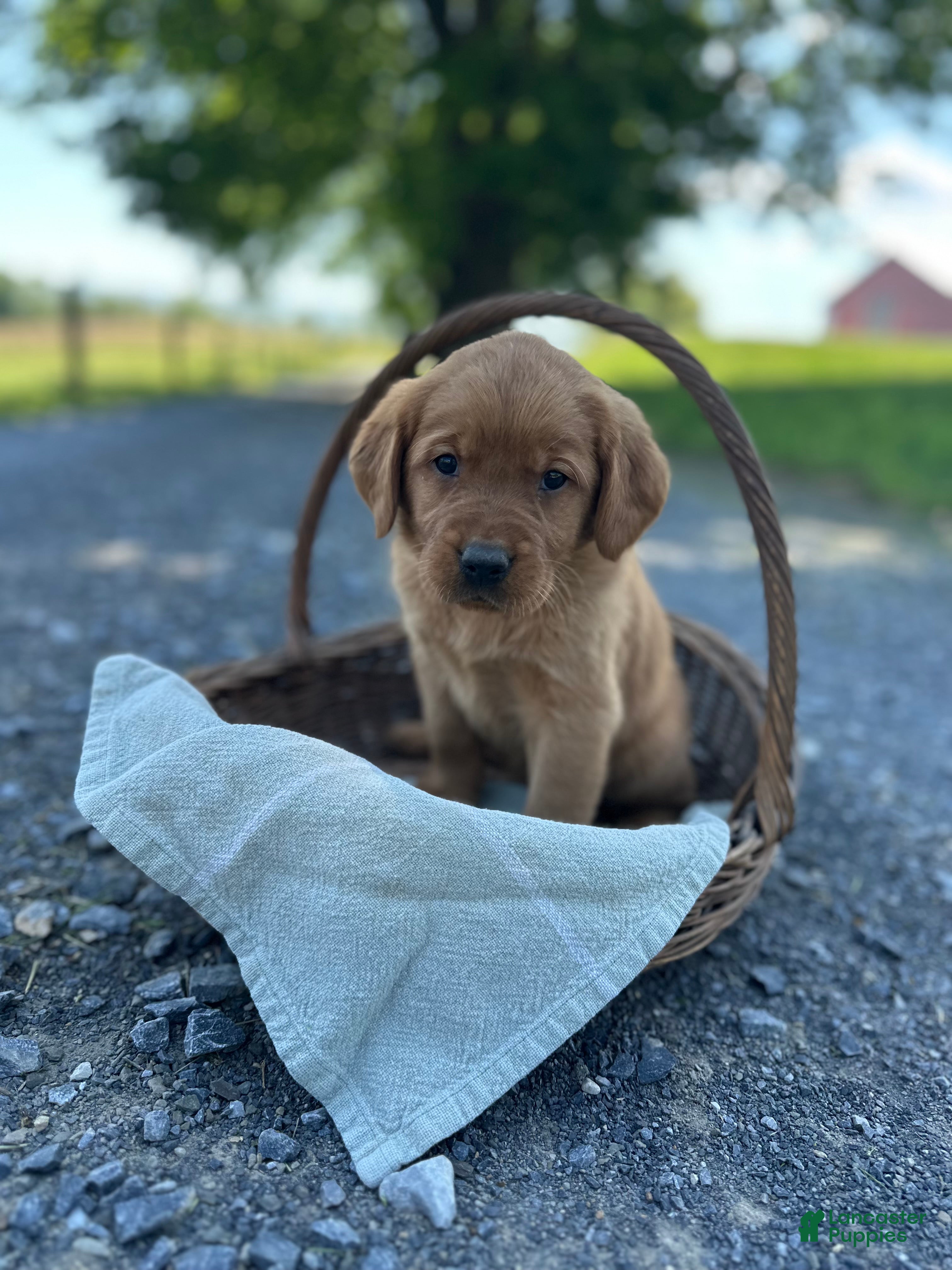 Mixed Breed dogs for sale: Button - Ad 3