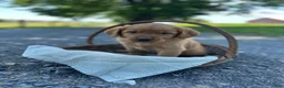 Mixed Breed dogs for sale: Button - Ad 1