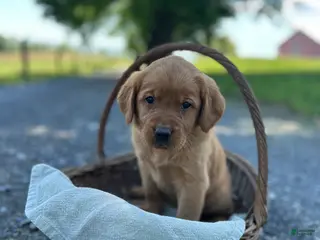 Mixed Breed dogs for sale: Button - Ad 3