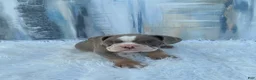 English Bulldog dogs for sale: London - Ad 1