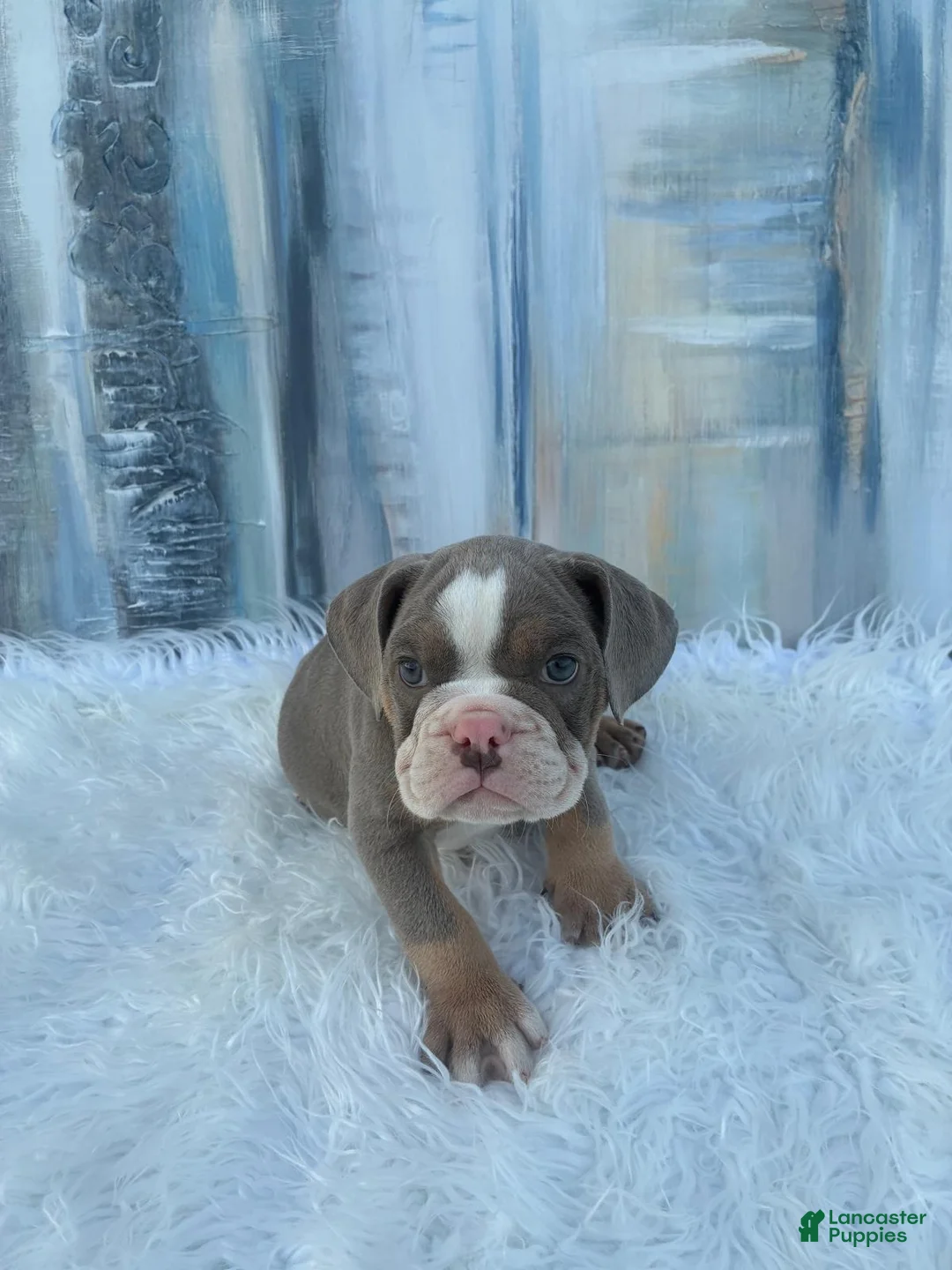English Bulldog dogs for sale: London - Ad 1