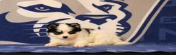 Pomsky dogs for sale: Lucas - Ad 2