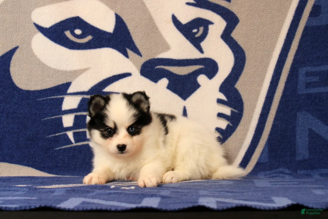 Pomsky dogs for sale: Lucas - Ad 2