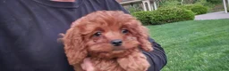 Cavapoo dogs for sale: Hope - Ad 12