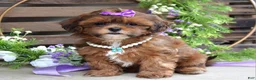 Shihpoo dogs for sale: Sterling - Ad 4