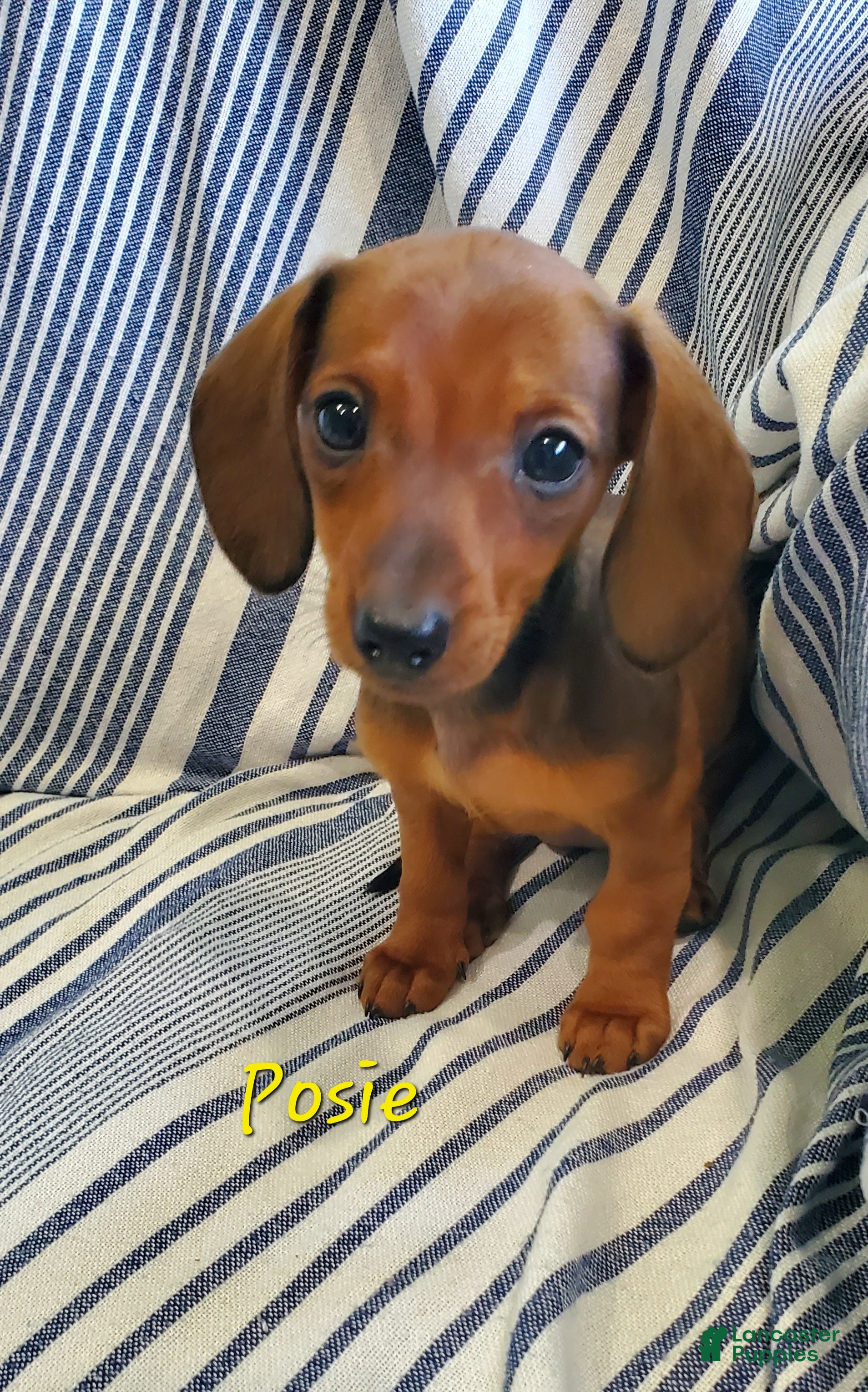 Miniature Dachshund dogs for sale: Posie - Ad 3