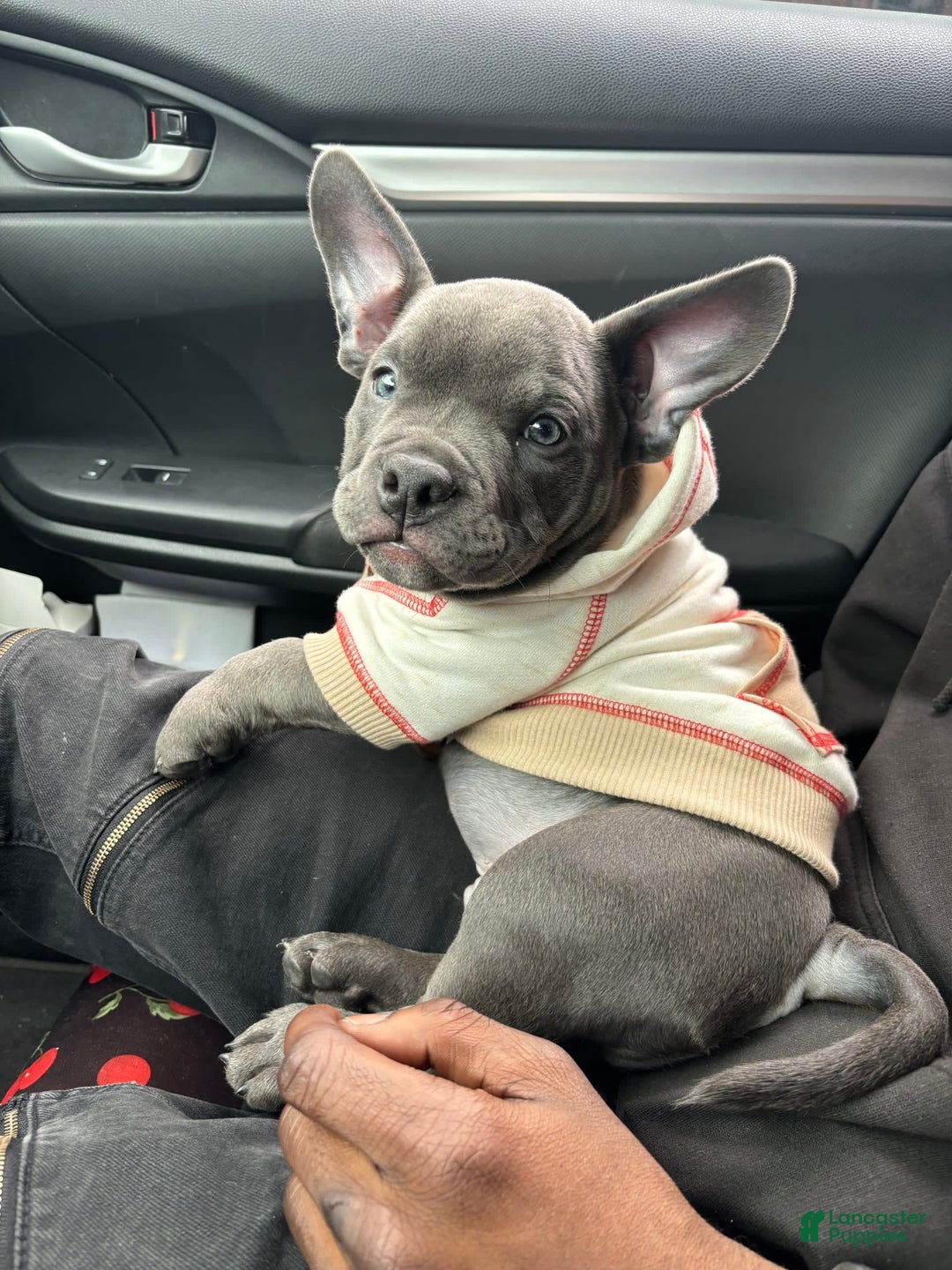 Gallery Image {{count}}