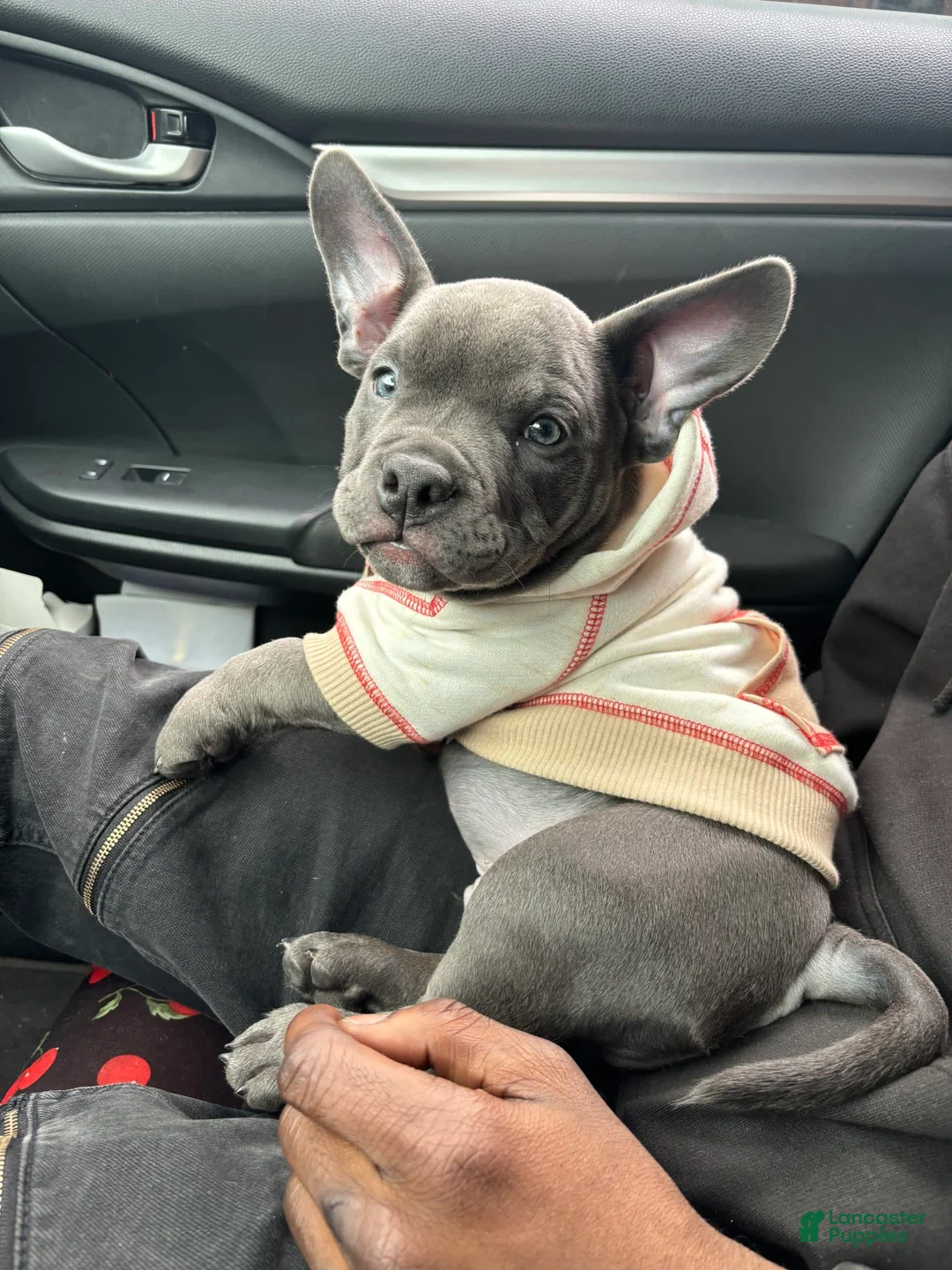 Gallery Image {{count}}