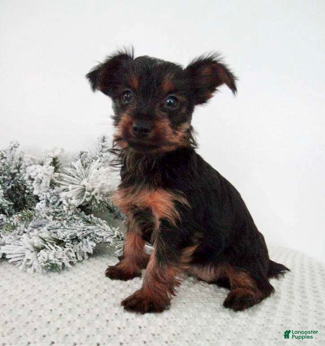 Yorkshire Terrier dogs for sale: Jingle - Ad 5