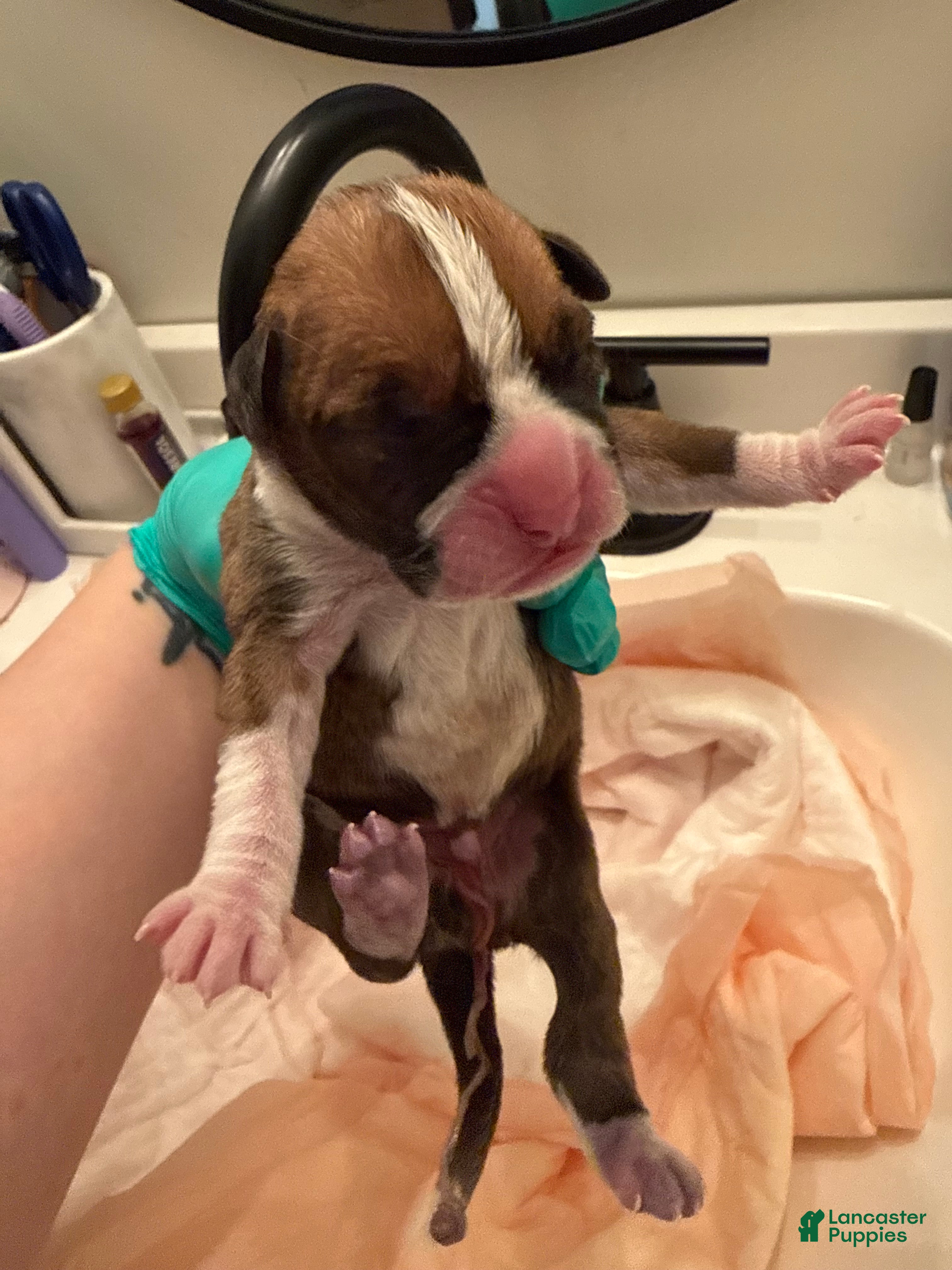 Boxer dogs Prince - Ad 5