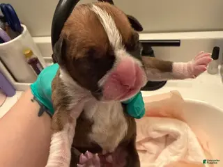 Boxer dogs Prince - Ad 40