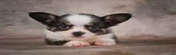 Chihuahua dogs for sale: Elvis - Ad 6